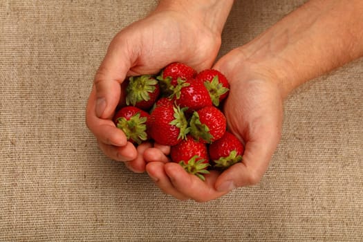 Man hands holding fresh strawberry over canvas