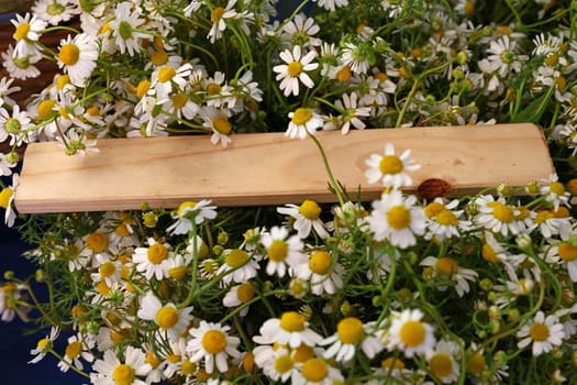 Heap of fresh chamomile flowers with wooden sign
