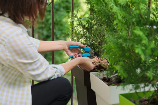Woman with secateurs caring for an evergreen young bush of thuja plant in pot