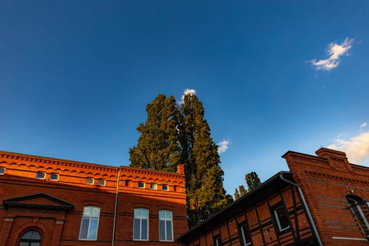 A tall tree between two renovated brick buildings on a sunny cloudless afternoon