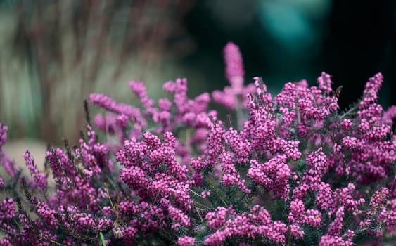 Erica herbaceous bush growing in the garden on a spring day