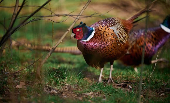 Adult male pheasant walking in the middle of a green lawn
