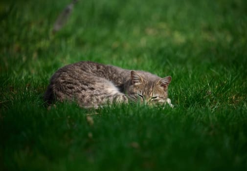 Adult gray cat sleeps on a green lawn on a sunny day