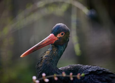 Portrait of a black stork in nature, wild bird