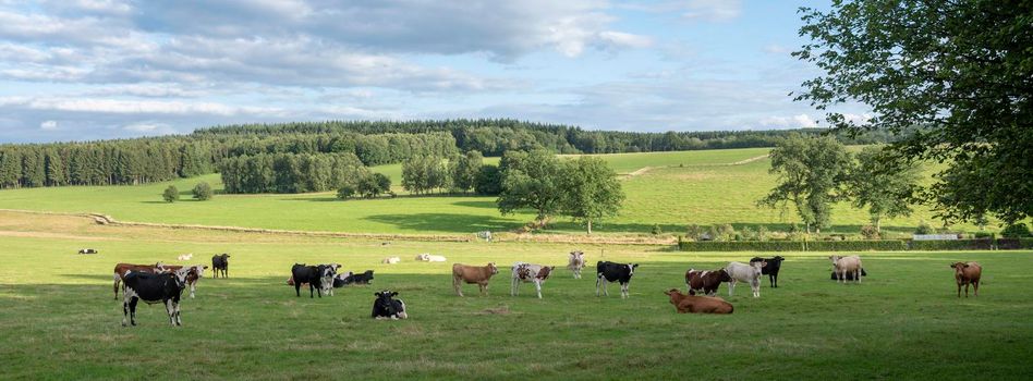 cows in variations of white, black, brown and red in green grassy countryside landscape of northern france near charleville