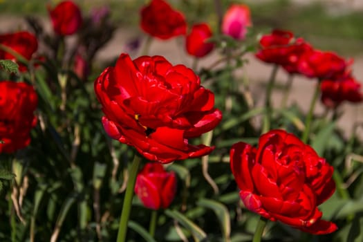 close-up of blooming red tulips. tulip flowers with deep red petals. forming flower arrangement background
