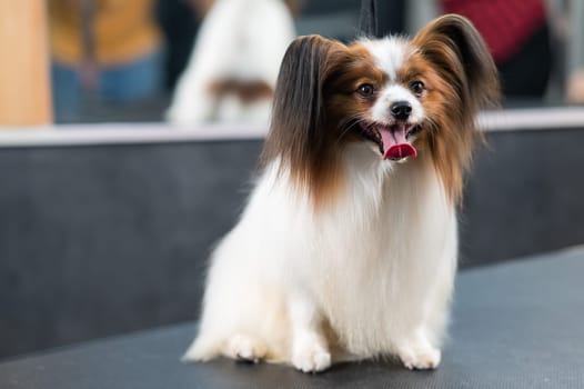 Portrait of a cute tricolor papillon. Continental spaniel dog with tongue hanging out.