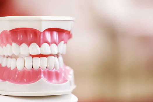 Closeup model of a human jaw with white teeth. jaw in dentistry. copy space. Clean denture, model of the jaw in the dentist's office. Dentistry conceptual photo. Prosthetic dentistry. False teet