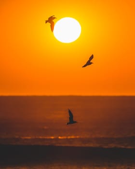 A group of birds flying in front of a sunset on the ocean.