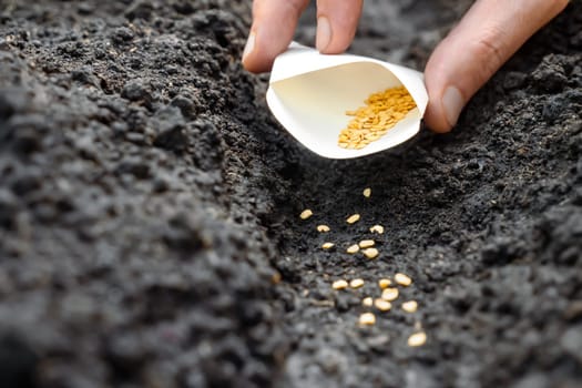 Farmer hand soil sowing seed packet. Sowing season planting seed bags. Farm hand seeds soiled hands gardener gardening soil garden earth ground fertile land. Agriculture farm garden planting vegetable