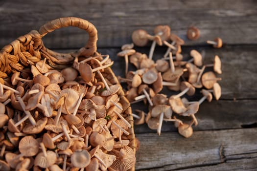 a lot of edible mushrooms lies in a wicker basket