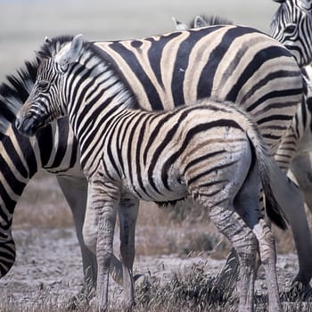 Plains Zebra, (Equus burchellii), Africa, Namibia, Oshikoto, Etosha National Park