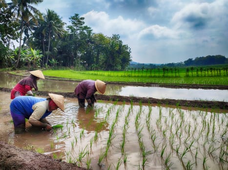 February 1, 2023. Salatiga, Indonesia. Ladies planting rice in a paddy field