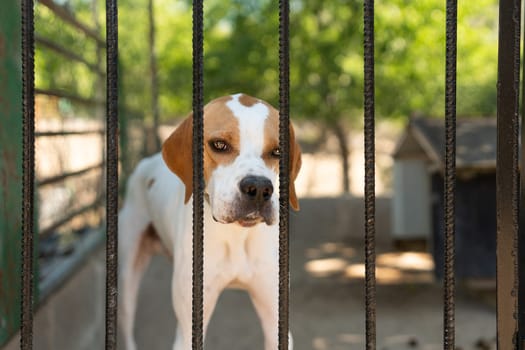 Sad dog looking through fences of a kennel