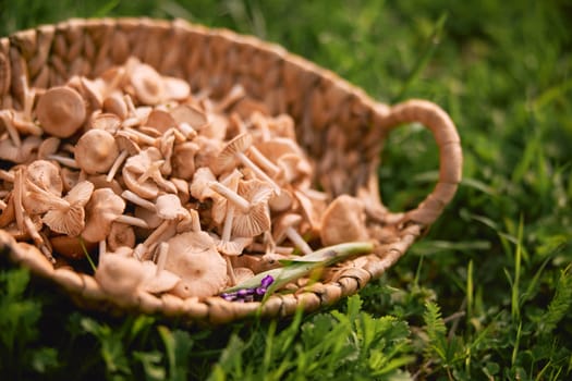 wicker basket of collected mushrooms in nature
