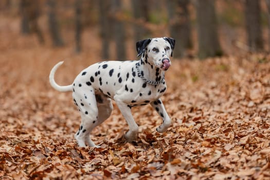 Dalmatian breed dog close-up in the autumn forest