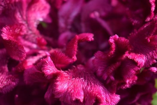 Celosia Purple Bombay flower trendy color 2023 viva magenta