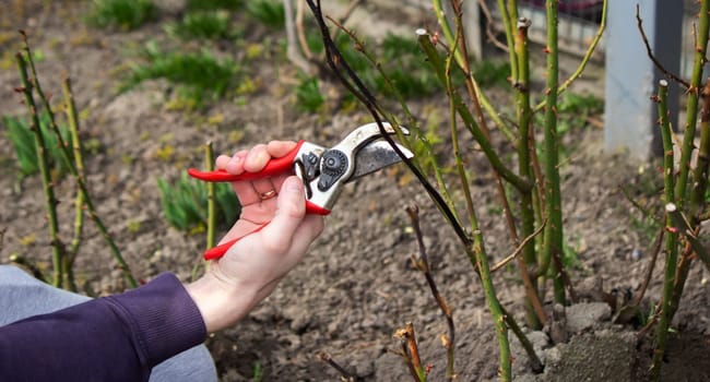 A hand holds secateurs and cuts a branch of a rose bush.