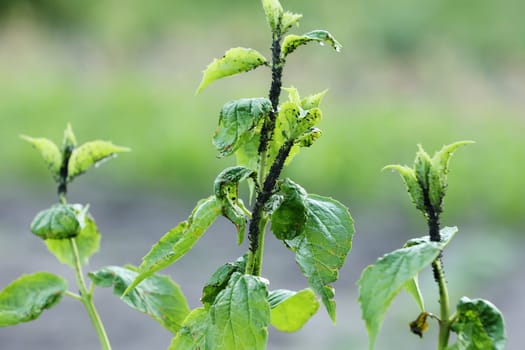 Damaged blackcurrant leaves from a harmful insects aphids stock footage video