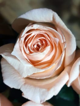 Beige color rose bud close up