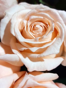 Beige color rose bud close up