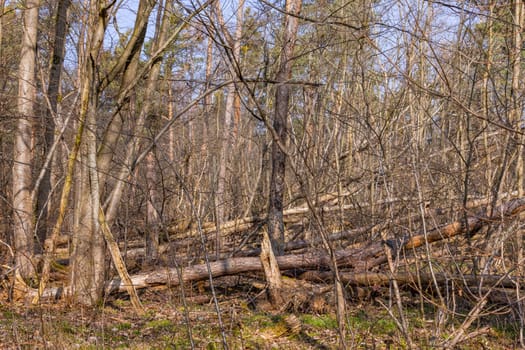 Many fallen trees a weakened forest