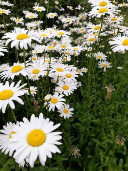 Daisies in the morning on a spring meadow