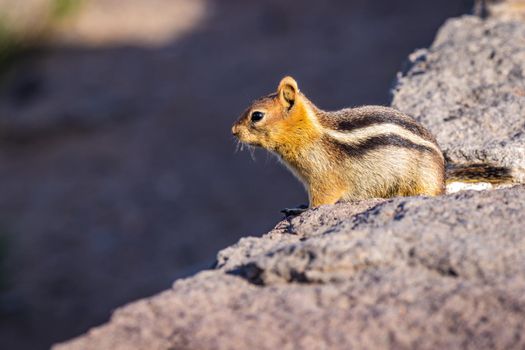 Golden Mantled ground squirrel at Crater Lake National Park