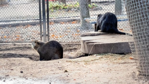 Two otters in an aviary in sand