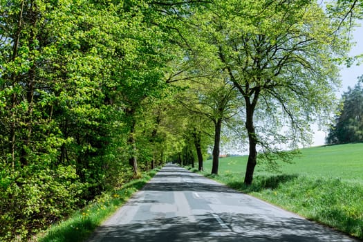 A straight asphalt road in a green forest in spring or summer.