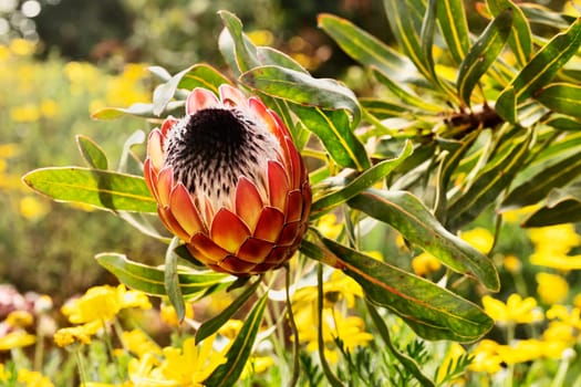Protea flower in the garden
