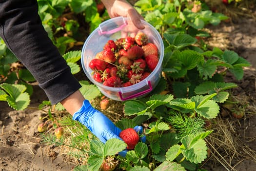 Female farmer are picking red ripe strawberries in plastic bowl