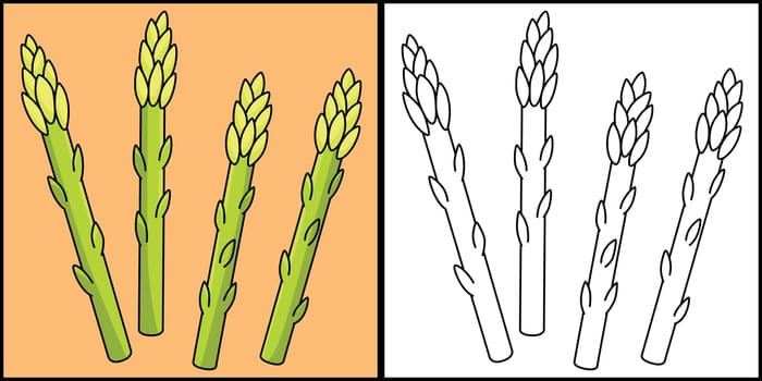 Asparagus Vegetable Coloring Page Illustration