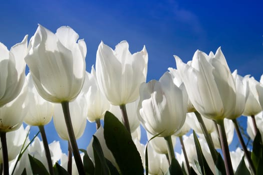 Photographic documentation of a white tulip cultivation