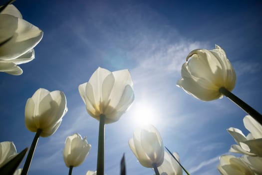 Photographic documentation of a white tulip cultivation