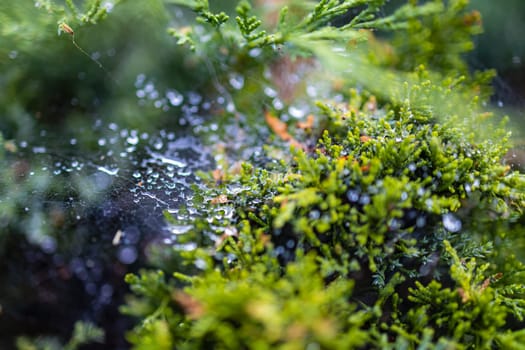 Morning dew on a cobweb among the bushes