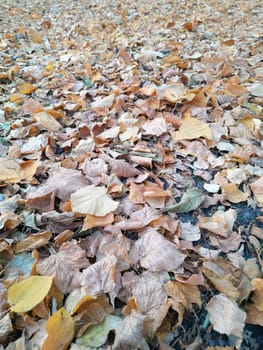 Autumn yellow leaves in the park on the ground