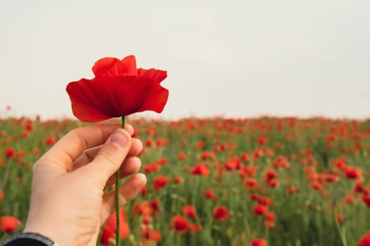 Female hand holding Red poppy flowers in a wild field. Vivid Poppies meadow in spring. Beautiful summer day. Beautiful red poppy flowers on green fleecy stems grow in the field. Scarlet poppy flowers in the sunset light. Natural background wallpaper