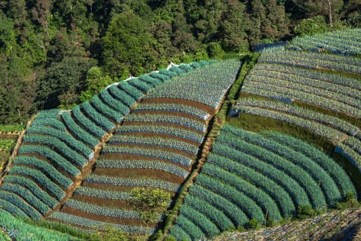 The terraced spring onion fields, Sukomakmur, Magelang, Indonesia