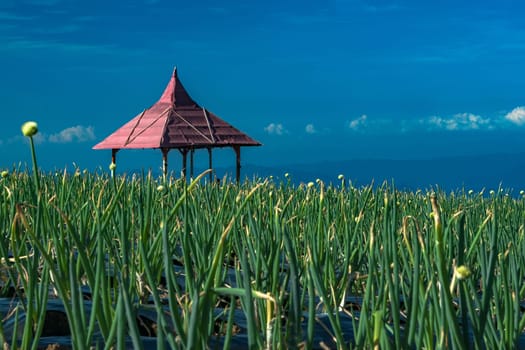 The terraced spring onion fields, Sukomakmur, Magelang, Indonesia