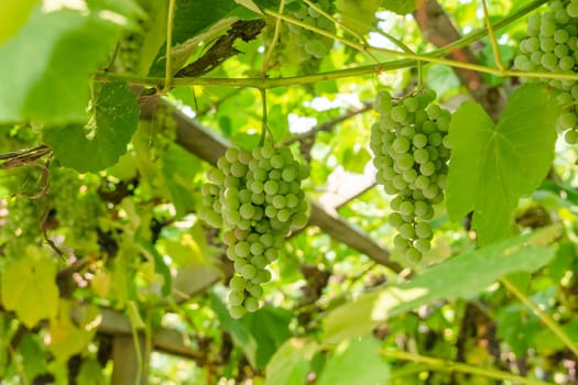 Fascicle green grape growing among the leaves