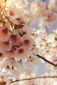 Cherry blossomes concept. Japanese sakura. Hanami. Spring bloom. Beautiful Japanese tree branch with cherry blossoms. Lovely pink scenery. Spring Flowers. Sakura