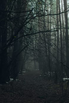 Road passing through scary mysterious forest with green light in fog in winter. Nature misty landscape. Scary halloween landscape. Trail through mysterious dark old forest in fog. Magical atmosphere