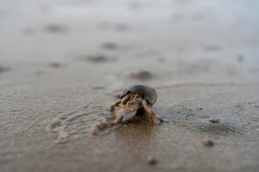 Hermit crabs live on the sand by the sea	