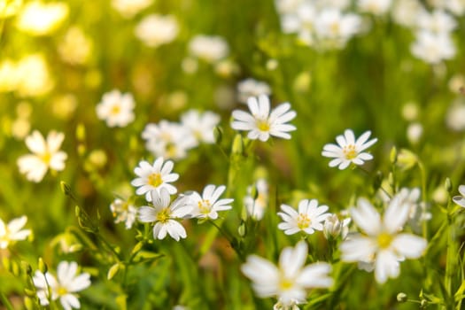 Flowerbed of beautiful white flowers on green lawn background. Group of delicate flowers in the period of active flowering in spring. Romantic natural background for all vivid moments of life background