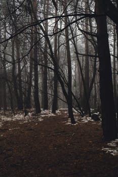 Road passing through scary mysterious forest with green light in fog in winter. Nature misty landscape. Scary halloween landscape. Trail through mysterious dark old forest in fog. Magical atmosphere