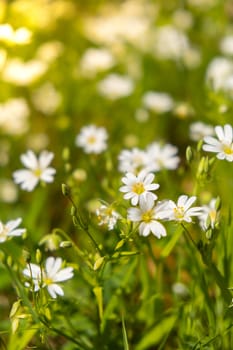 Flowerbed of beautiful white flowers on green lawn background. Group of delicate flowers in the period of active flowering in spring. Romantic natural background for all vivid moments of life background