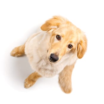 Isolated blond hovawart puppy. Studio shot of a cute Hovawart puppy. golden retriever puppy