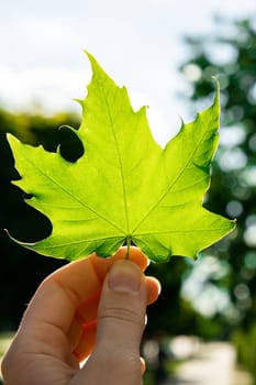 Female hand holding green maple leaf in sunbeam background. Ray of the sun breaks Natural background