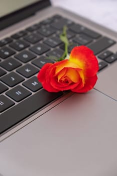 Home office workspace modern keyboard and red rose flower. Feminine desktop close up, laptop computer keyboard